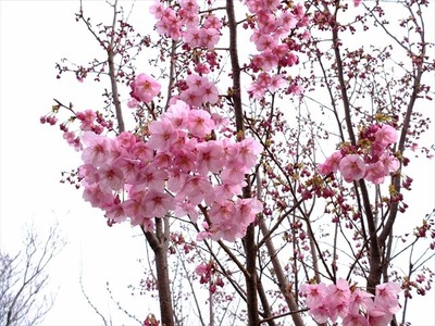 DSCF7529_R