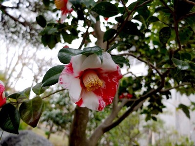 DSCF1238_R