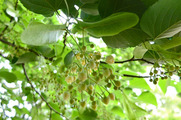 DSCF4122_R