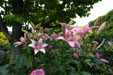 DSC08286_R