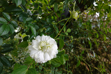 DSC06960_R