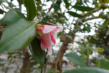 DSC05989_R