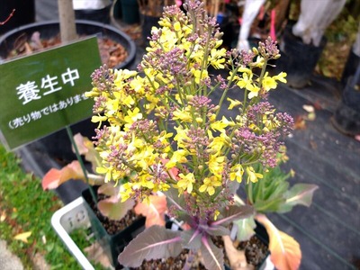DSCF0833_R