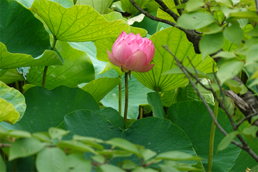 DSC08683_R