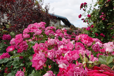 DSC07637_R