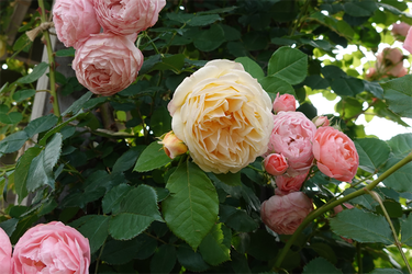 DSC07680_R