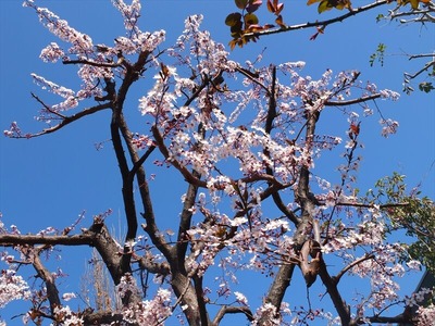 DSCF4546_R