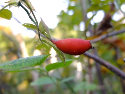 DSCF6309_R