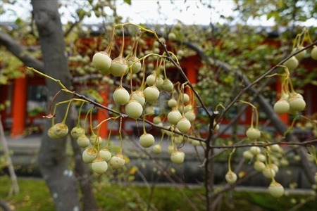 DSC02342_R