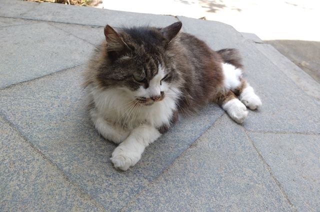 藍川京 の部屋 北鎌倉 円覚寺の しいちゃん と かなちゃん Livedoor Blog ブログ