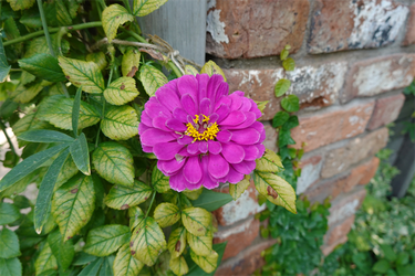 DSC08874_R