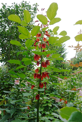 DSC08329_R