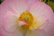 S0012779_R