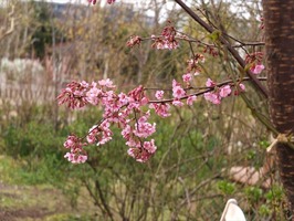 DSCF7532_R