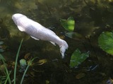 DSCF3746_R