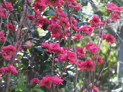DSCF4861_R