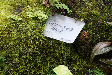 DSC03868_R