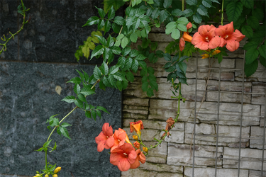 DSC07429_R