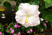DSCF4293_R