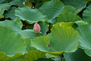 DSC08684_R
