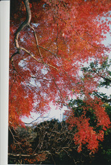 06021ecc.jpg