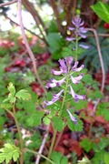 DSCF0530_R