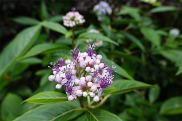 DSC02940_R