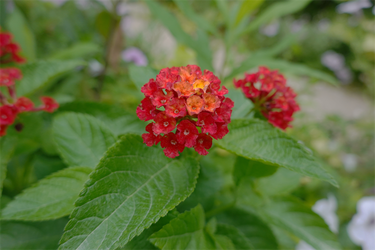 DSC08972_R