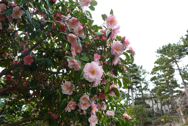 DSC06124_R