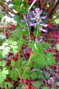 DSCF0532_R