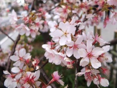 DSCF1260_R