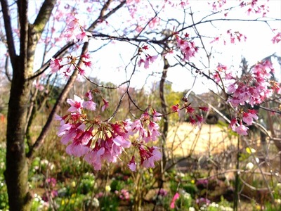DSCF4606_R