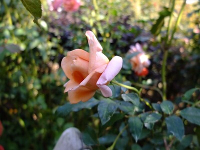 DSCF9308_R