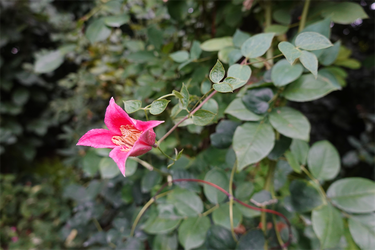 DSC09273_R