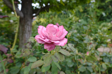 DSC09265_R