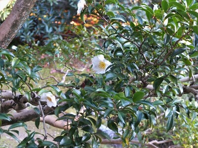 DSCF9570_R