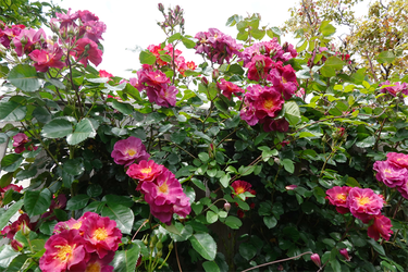 DSC07507_R