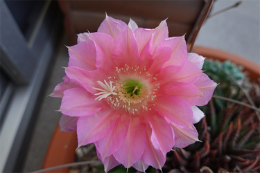 DSC08264_R