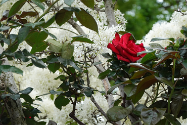 DSC06984_R