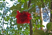 DSCF2042_R