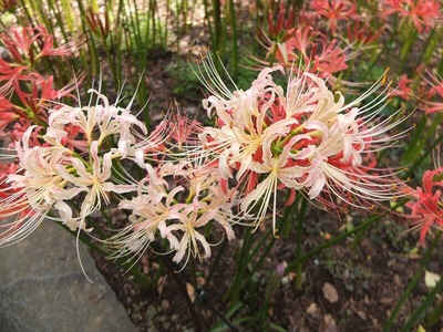 DSCF5621_R