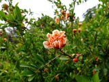 DSCF2310_R