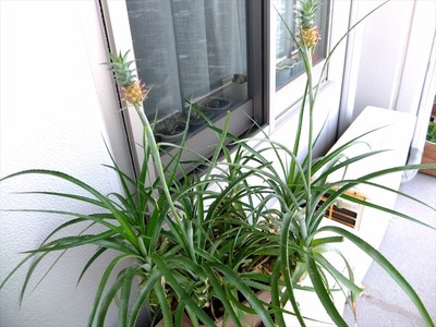 DSCF4390_R