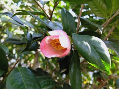 DSCF4858_R