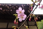 DSCF1130_R