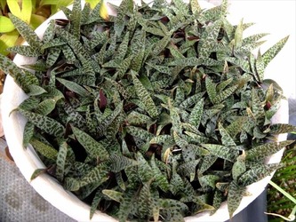 DSCF6221_R