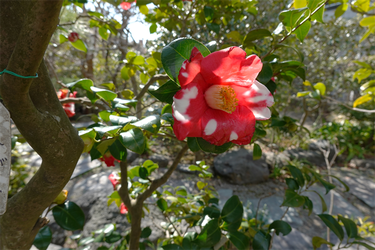 DSC04825_R
