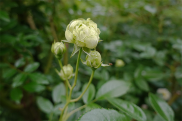DSC07368_R