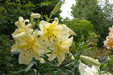 DSC08468_R