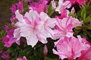 DSCF1282_R